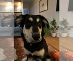 Small #2 Huskies -Retriever  Mix