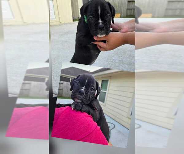 Medium Photo #1 Boxer Puppy For Sale in HOUSTON, TX, USA