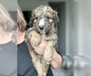 Bernedoodle Puppy for sale in BELMONT, NC, USA