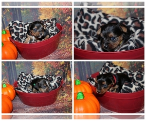 Yorkshire Terrier Puppy for sale in BASTROP, LA, USA