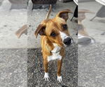 Small #3 Mutt