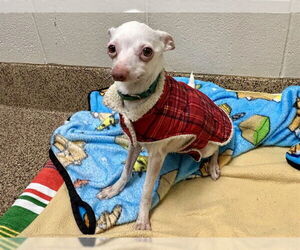 Chihuahua Dogs for adoption in Springfield, MA, USA