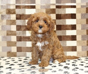 Cavapoo (Miniature) Puppy for sale in DENVER, PA, USA