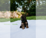 Small Photo #5 German Shepherd Dog Puppy For Sale in ROCKFORD, MI, USA