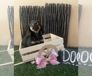 Dachshund Puppy for sale in SAN DIEGO, CA, USA
