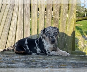 Catahoula Leopard Dog Puppy for sale in CRAIGVILLE, IN, USA