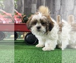 Small #1 Shih Tzu