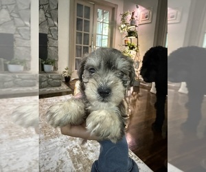 Medium Schnoodle (Miniature)