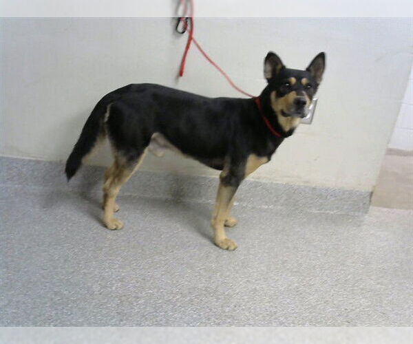 Medium Photo #1 German Shepherd Dog-Unknown Mix Puppy For Sale in Pasadena, TX, USA