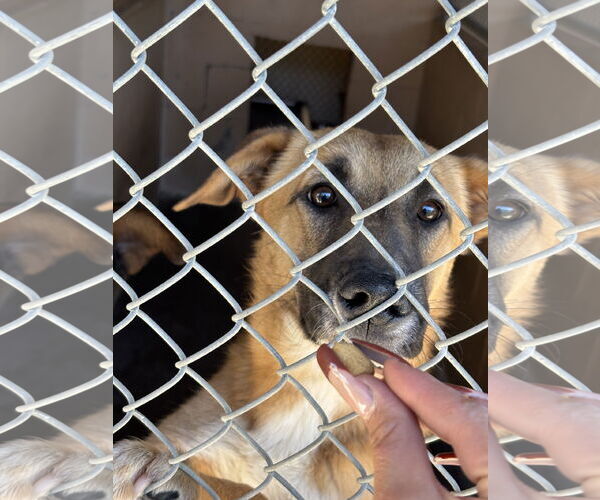 Medium Photo #9 Mutt Puppy For Sale in Las Vegas, NM, USA