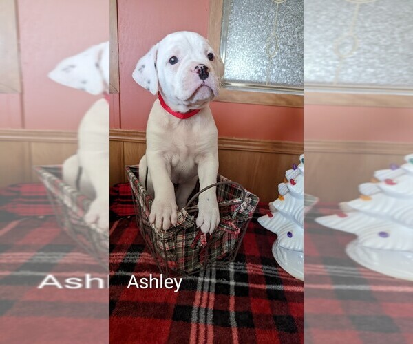 Medium Photo #1 American Bulldog Puppy For Sale in BLACKSBURG, SC, USA