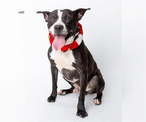 Medium Photo #1 Mutt Puppy For Sale in Louisville, KY, USA