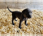 Puppy 3 Labrador Retriever