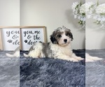 Small #1 Miniature Bernedoodle