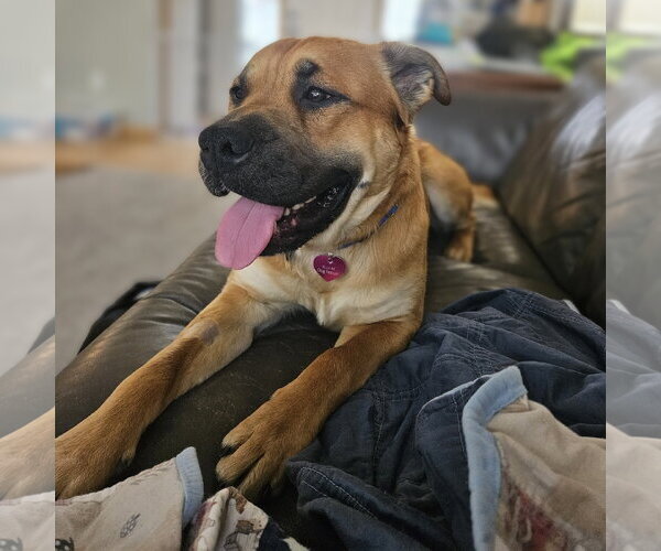 Medium Photo #6 Mutt Puppy For Sale in Fargo, ND, USA