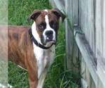 Small #2 Boxer
