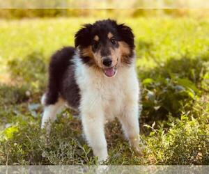 Scotch Collie Puppy for sale in ST PETERS, MO, USA