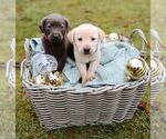 Puppy yellow female Labrador Retriever