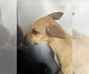 German Shepherd Dog-Unknown Mix Dogs for adoption in Houston, TX, USA