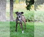 Small #18 Labrador Retriever Mix