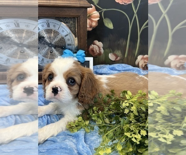 Medium Photo #5 Cavalier King Charles Spaniel Puppy For Sale in ABILENE, TX, USA