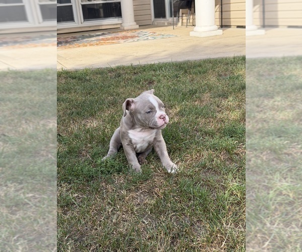 Medium Photo #14 American Bully Puppy For Sale in BOLINGBROOK, IL, USA