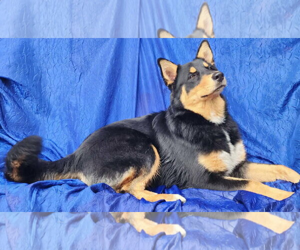 Medium Photo #3 Aussie Siberian Puppy For Sale in Cuba, NY, USA