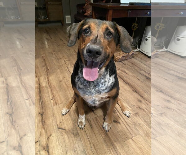 Medium Photo #1 Mutt Puppy For Sale in Chandler, AZ, USA