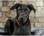 Small Photo #7 Labrador Retriever-Unknown Mix Puppy For Sale in Farmington, MN, USA