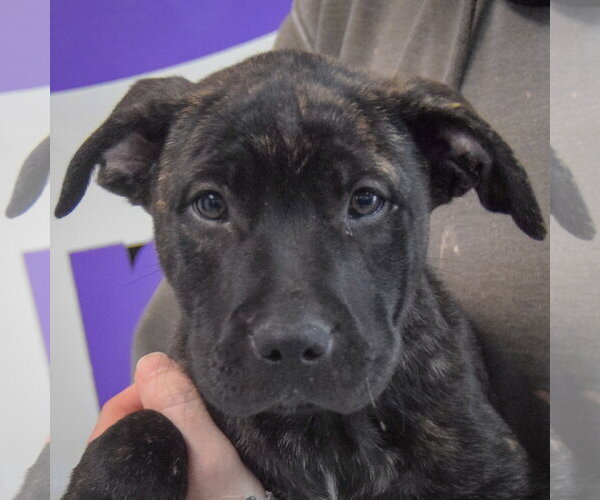 Medium Photo #2 American Staffordshire Terrier-Unknown Mix Puppy For Sale in Huntley, IL, USA
