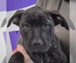 Small #1 American Staffordshire Terrier Mix