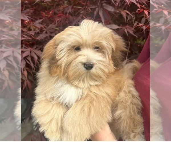 Medium Photo #1 Havanese Puppy For Sale in LIVONIA, MI, USA