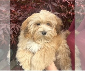 Havanese Puppy for sale in LIVONIA, MI, USA