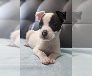 American Bully-Jack Russell Terrier Mix Puppy for sale in ELIZABETHTON, TN, USA