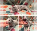 Puppy Blue Merle male Great Dane