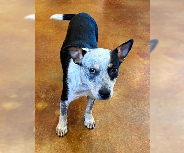 Medium Photo #2 Mutt Puppy For Sale in Mountain View, AR, USA