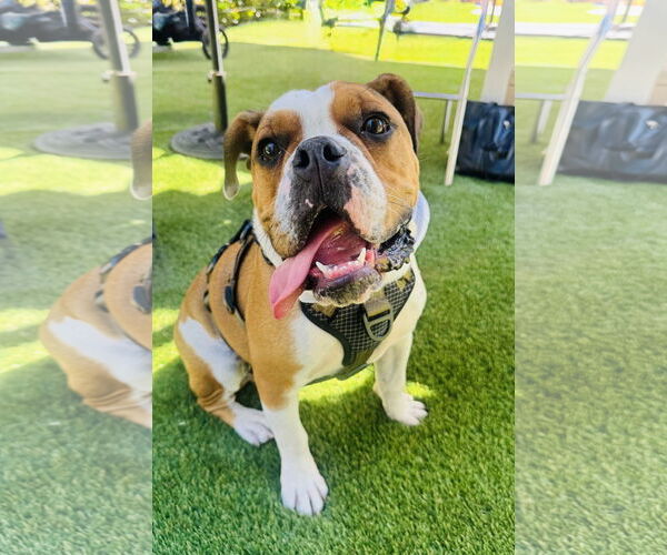 Medium Photo #1 Bull-Boxer Puppy For Sale in Marina Del Rey, CA, USA