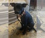Small Photo #13 Labrador Retriever-Unknown Mix Puppy For Sale in Mount Laurel, NJ, USA
