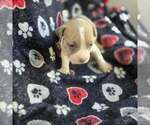 Small Photo #3 American Bully Puppy For Sale in RICHMOND, VA, USA