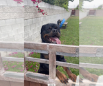 Small Photo #10 Rottweiler Puppy For Sale in YUCCA VALLEY, CA, USA