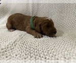 Small Photo #15 Goldendoodle Puppy For Sale in ZOLFO SPRINGS, FL, USA