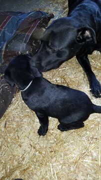 Medium Photo #4 Labrador Retriever Puppy For Sale in DYERSVILLE, IA, USA