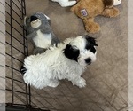 Small Photo #3 ShihPoo Puppy For Sale in GLOUCESTER, VA, USA