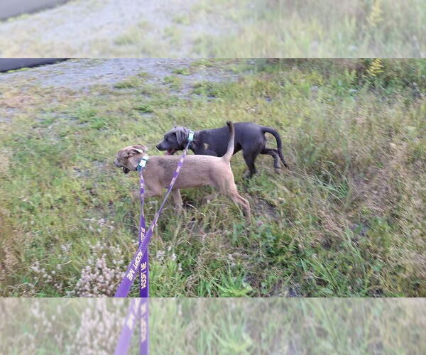 Medium Photo #29 American Pit Bull Terrier-Unknown Mix Puppy For Sale in Sebec, ME, USA