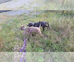 Small #28 American Pit Bull Terrier Mix