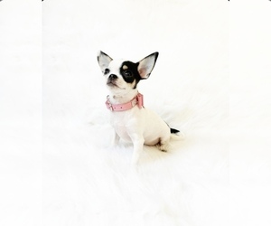 Chihuahua Puppy for sale in SACRAMENTO, CA, USA