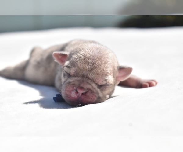 Medium Photo #2 Pug Puppy For Sale in PALM COAST, FL, USA