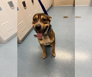 American Staffordshire Terrier Dogs for adoption in Pearland, TX, USA