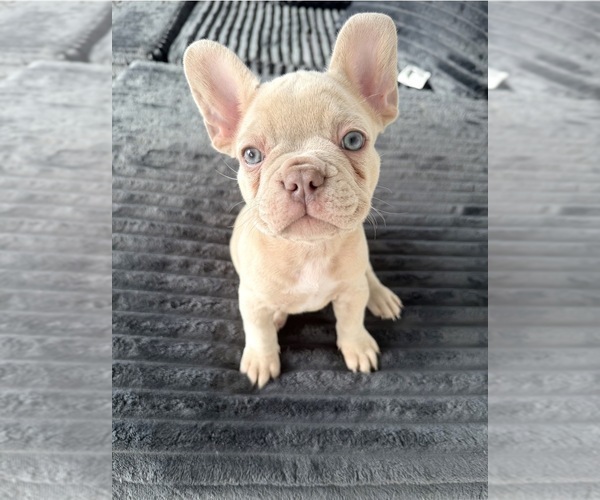 Medium Photo #6 French Bulldog Puppy For Sale in ARVERNE, NY, USA