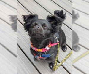 Pomeranian-Unknown Mix Dogs for adoption in Bellevue, WA, USA